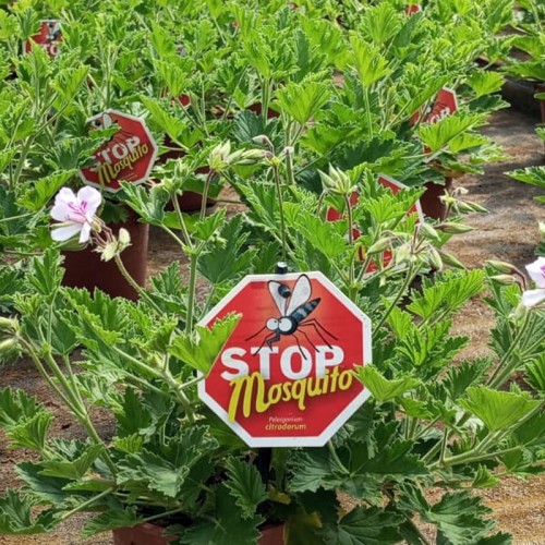 Pelargonium Citrodorum