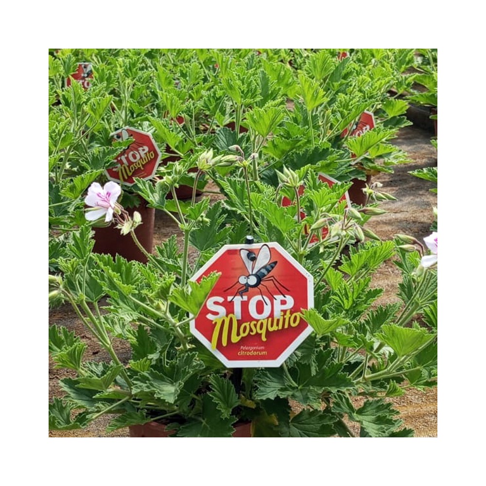 Pelargonium Citrodorum