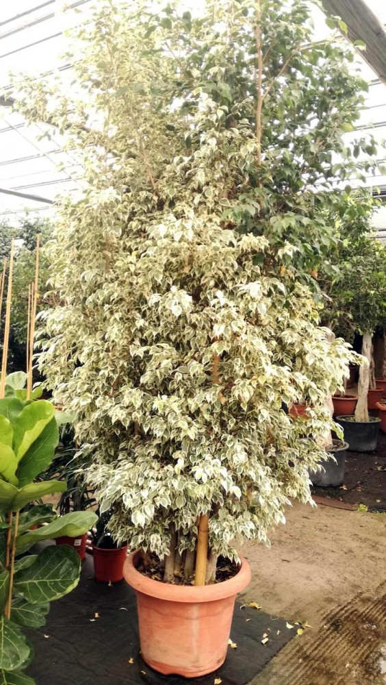 Ficus Benjamina Starlight Ejemplar 250 cm.